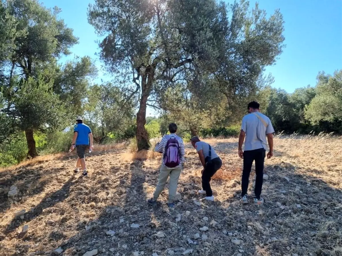 Ayvalık'ta Zeytin Üretimi ve Taşınmasının Tarihi İnceleniyor
