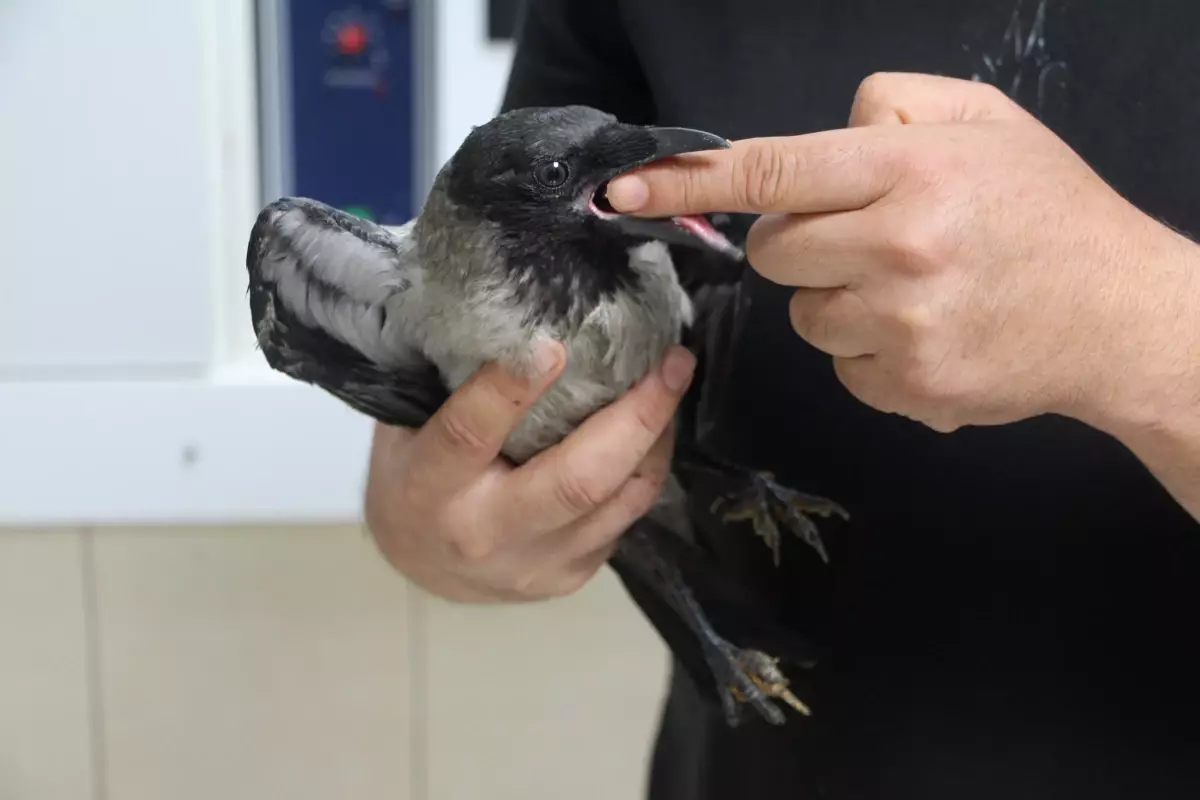 Veteriner Hekim Yaralı Kargayı Tedavi Edip Doğaya Saldı