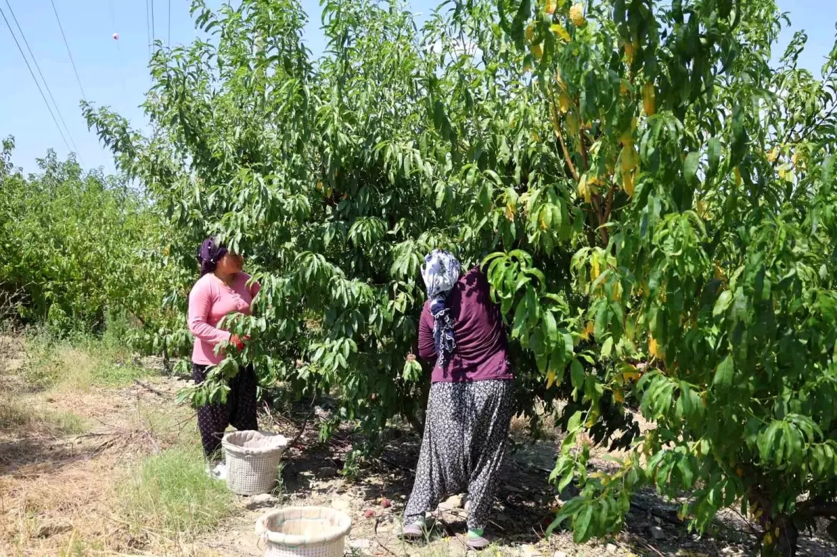 Adana'da Şeftali Hasadı Başladı, Verim Kaybı Yüzde 90