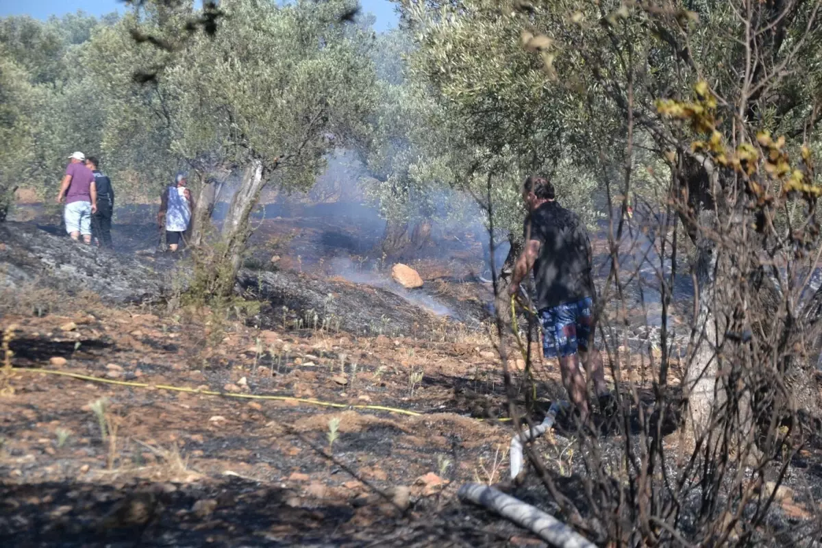 Ayvalık'ta Zeytinlikte Yangın: 1 Hektar Zarar Gördü