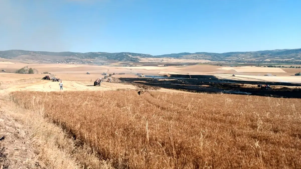 Çorum'da Yangın: 3 Bin Dekar Buğday Tarlası Zarar Gördü