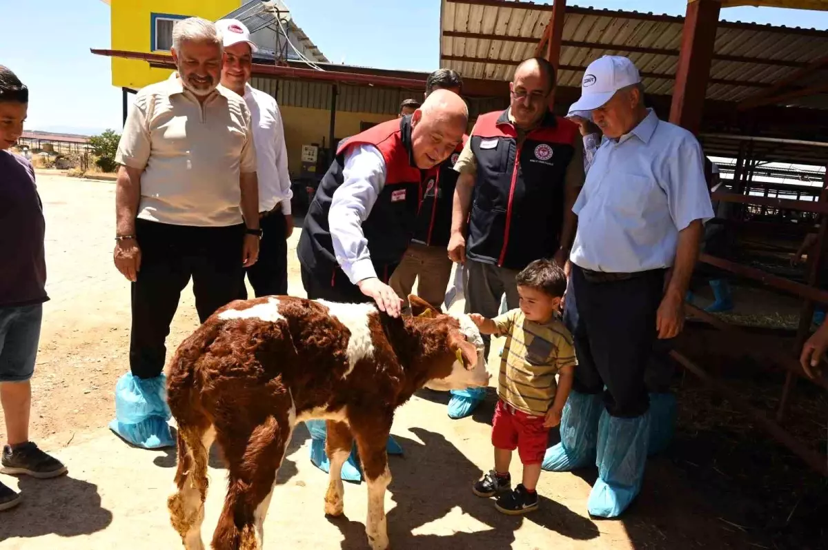 Denizli'de Hastalıktan Ari Süt Sığırı İşletmesi İncelemesi