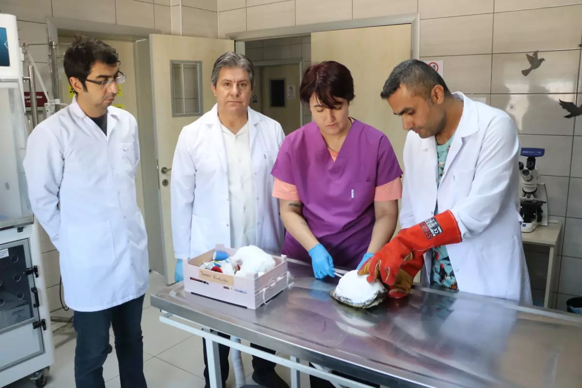 Tosbik Adlı Kaplumbağa Akrilik İle Tedavi Edildi
