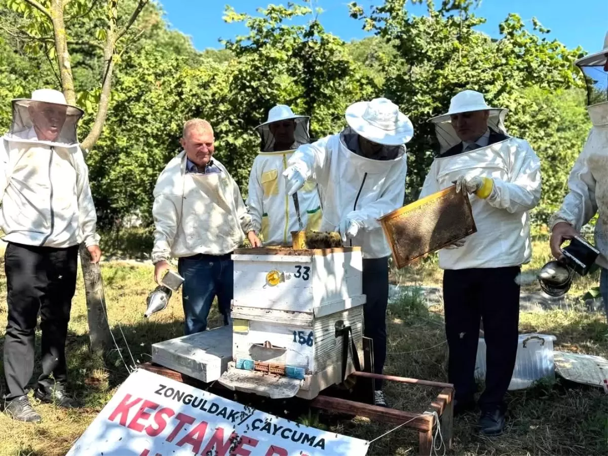 Çaycuma'da Kestane Balı Hasadı Etkinliği Düzenlendi