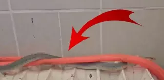 Restoranın tuvaletinde yılan bulundu
