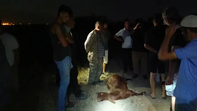 65 small ruminants that drank water from the stream died within 5 minutes