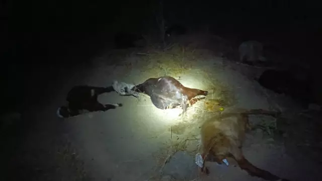 65 small ruminants that drank water from the stream died within 5 minutes