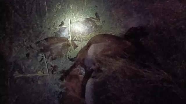 65 small ruminants that drank water from the stream died within 5 minutes