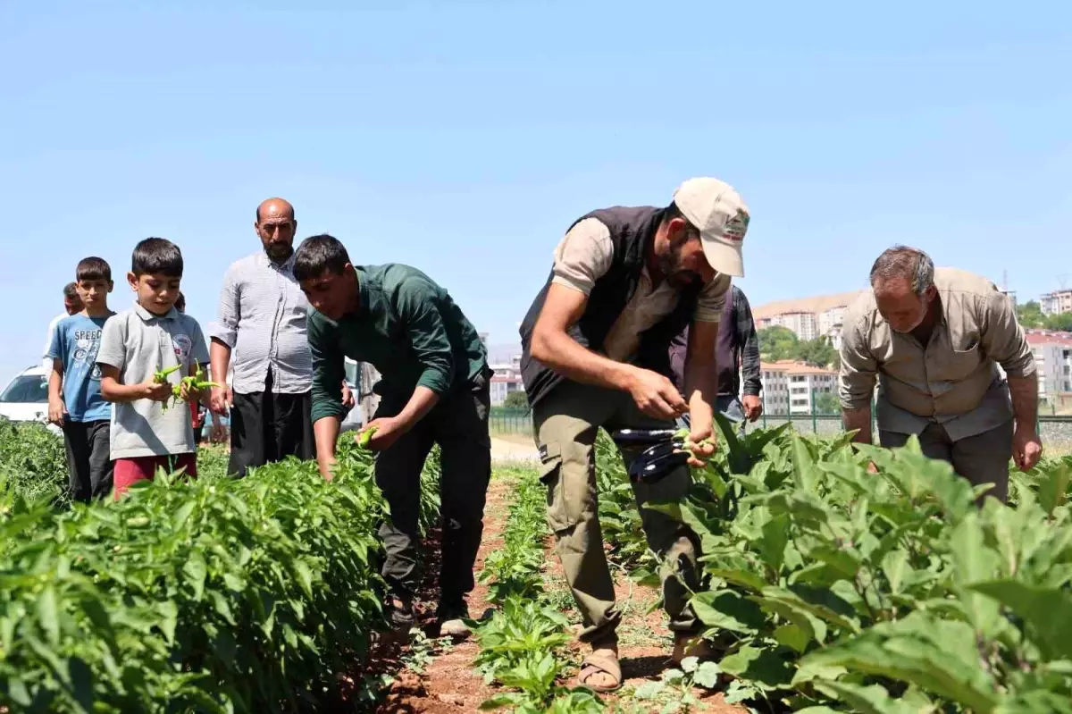 Elazığ'da Organik Sebze Üretimi: Fiyatlar Yüzde 50 Daha Uygun