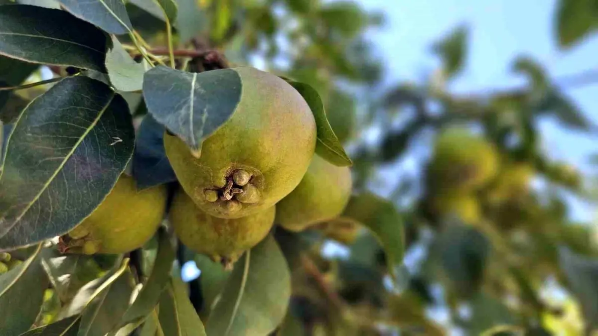 Emekli Madenci Armut Bahçesiyle Yeni Bir Başarı Hikayesi Yazdı