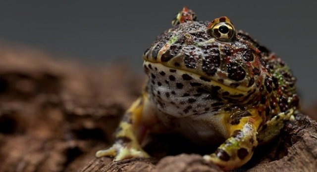 Hangi takma adda bir kurbağa türü vardır?