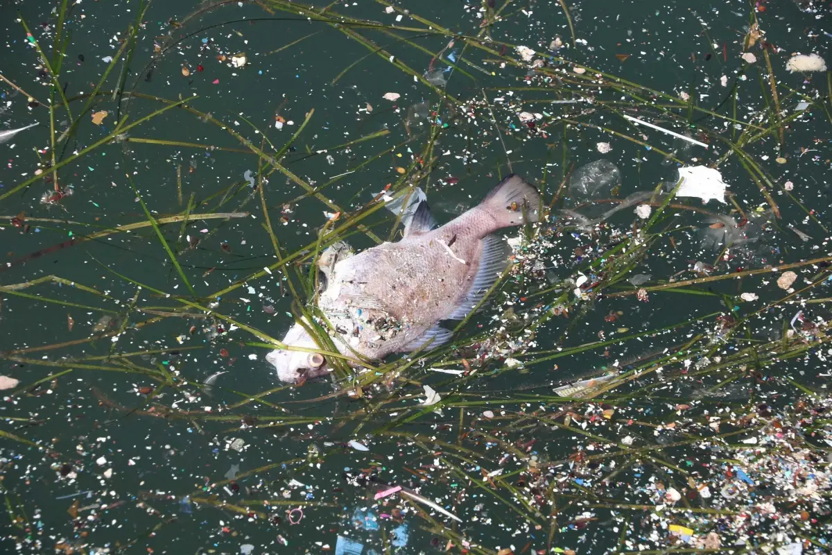 İzmir Körfezi'nde Plankton Aşırılığı ve Balık Ölümleri Tehdidi