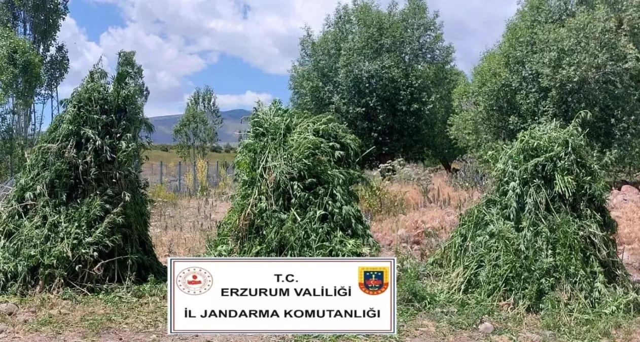 Erzurum'da 625 Bin Kök Kenevir Ele Geçirildi