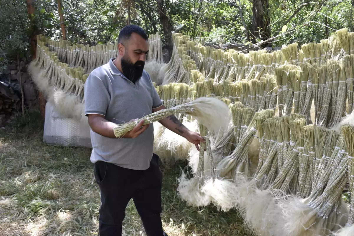 Sivas'ta Pampas Bitkisi İle Ekonomiye Katkı