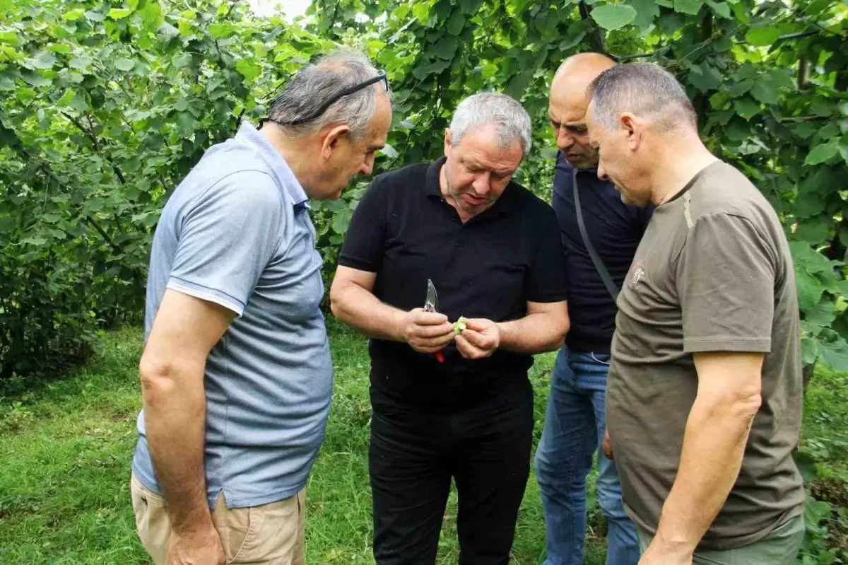 Trabzon'da 2025 Fındık Rekoltesi İçin Çotanak Sayımı Başladı