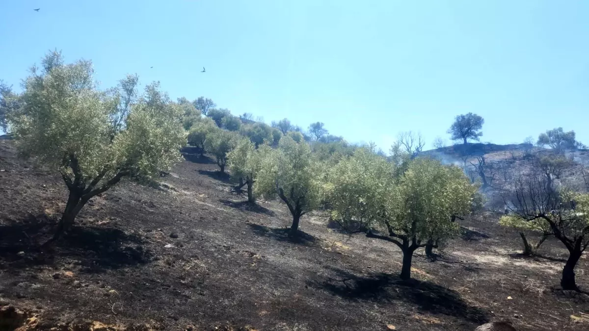Manisa'da Yangın Riski Kontrol Altına Alındı