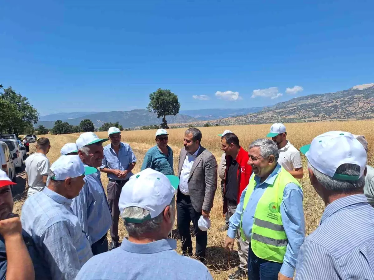 Samsun'da Kanola Hasadı Başladı