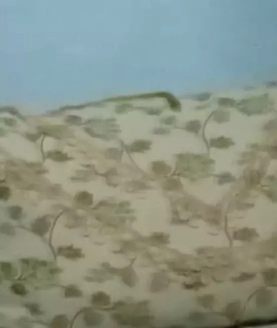 Snake Fear is Challenging the Family in Bataklı Village
