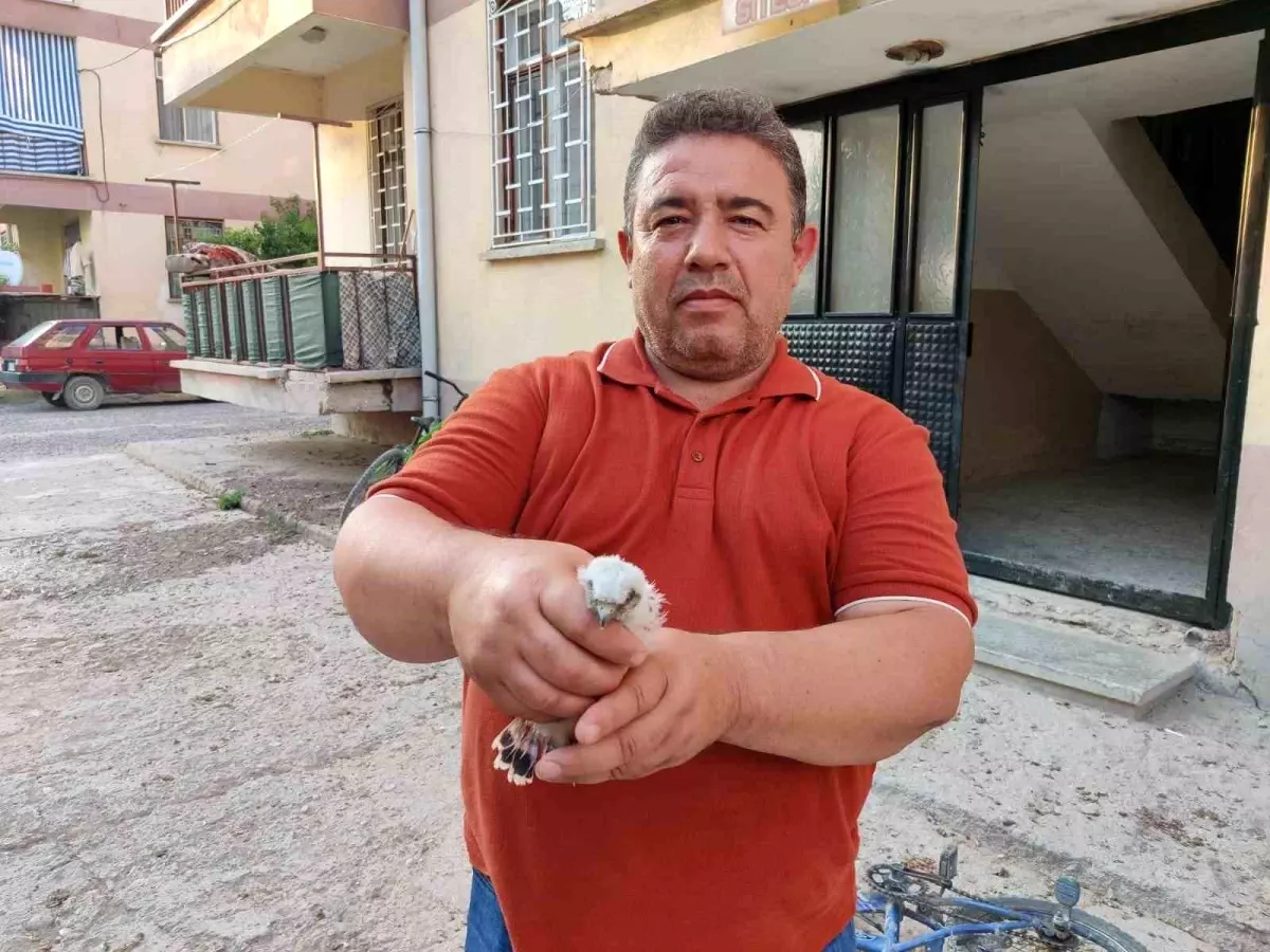 Konya'da Yavru Doğan Kuşu Koruma Altına Alındı