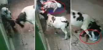 Başıboş inek, evinin önünde bekleyen yaşlı kadına saldırdı