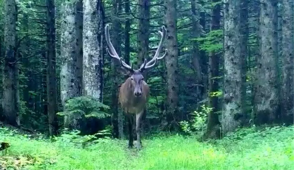 Bursa'nın Dağlarında Kızıl Geyik Görüntülendi