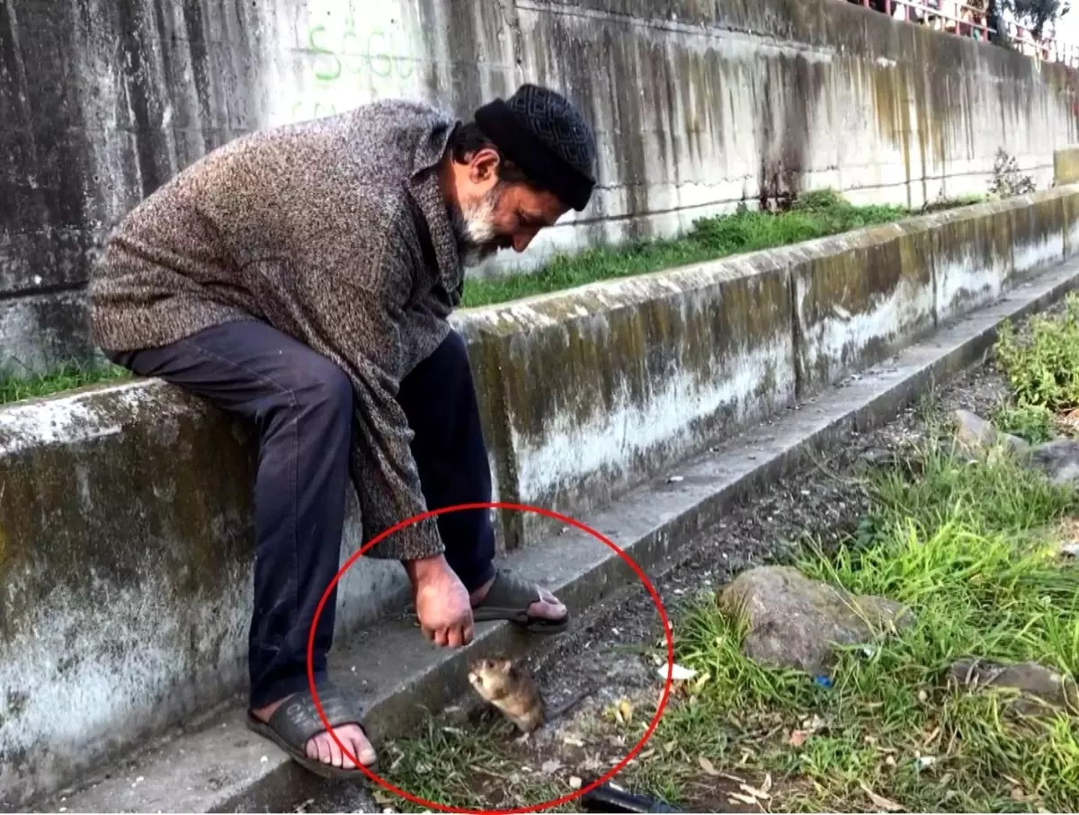 Samsun'da Farelerle Dostluğu Olan Şahıs Otobüs Durağında Ölü Bulundu