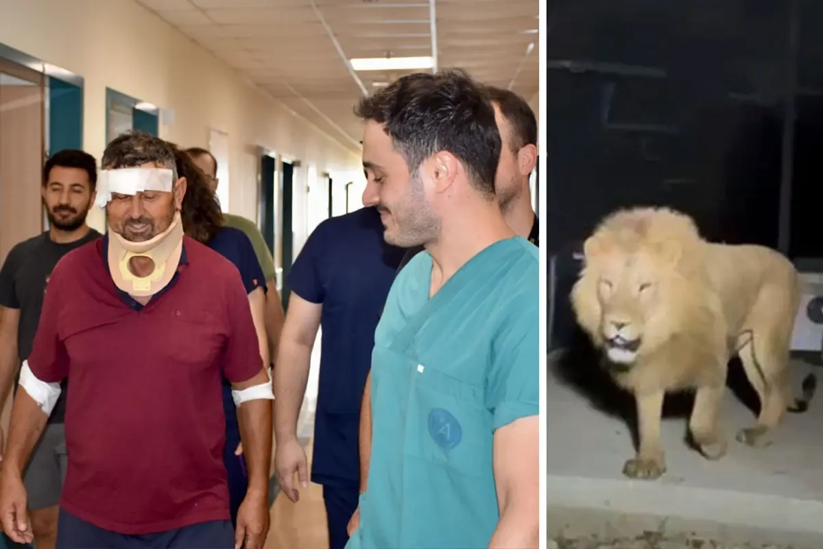 Aslan saldırısında yaralanan çiftçi Süleyman Kır: Aslana hakkımı helal  ederim, bir suçu yok