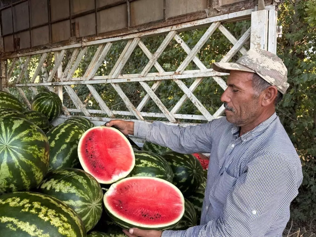 Suruç'ta Yerli Karpuzun İlk Hasadı Endişeleri Beraberinde Getirdi