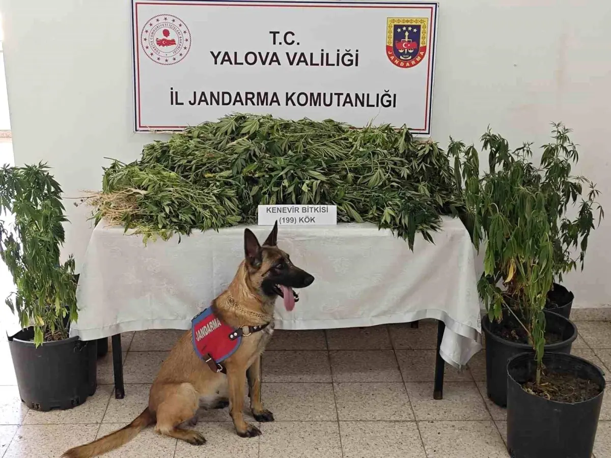 Yalova'da Uyuşturucu Operasyonu: Şüpheli Tutuklandı