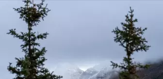 100 yıl sonra uyanıyor mu? Alaska'daki yanardağ harekete geçti