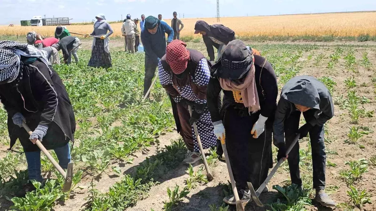 Adilcevaz'da Mevsimlik Tarım İşçileri Kavurucu Sıcakta Çalışmaya Devam Ediyor