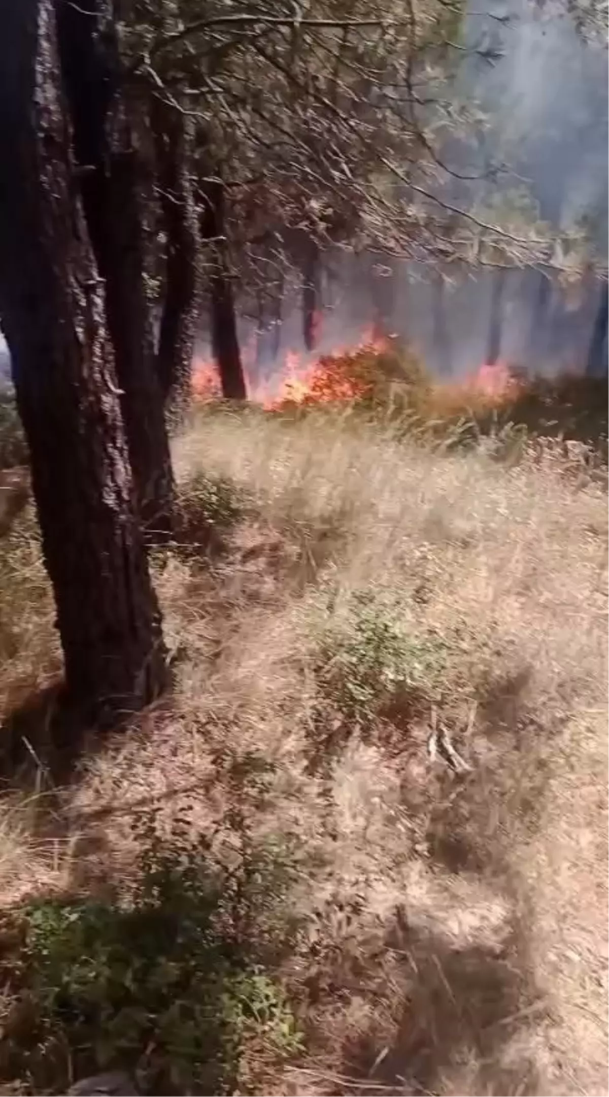 Pendik'te Aydos Ormanı'nda Yangın Kontrol Altına Alındı