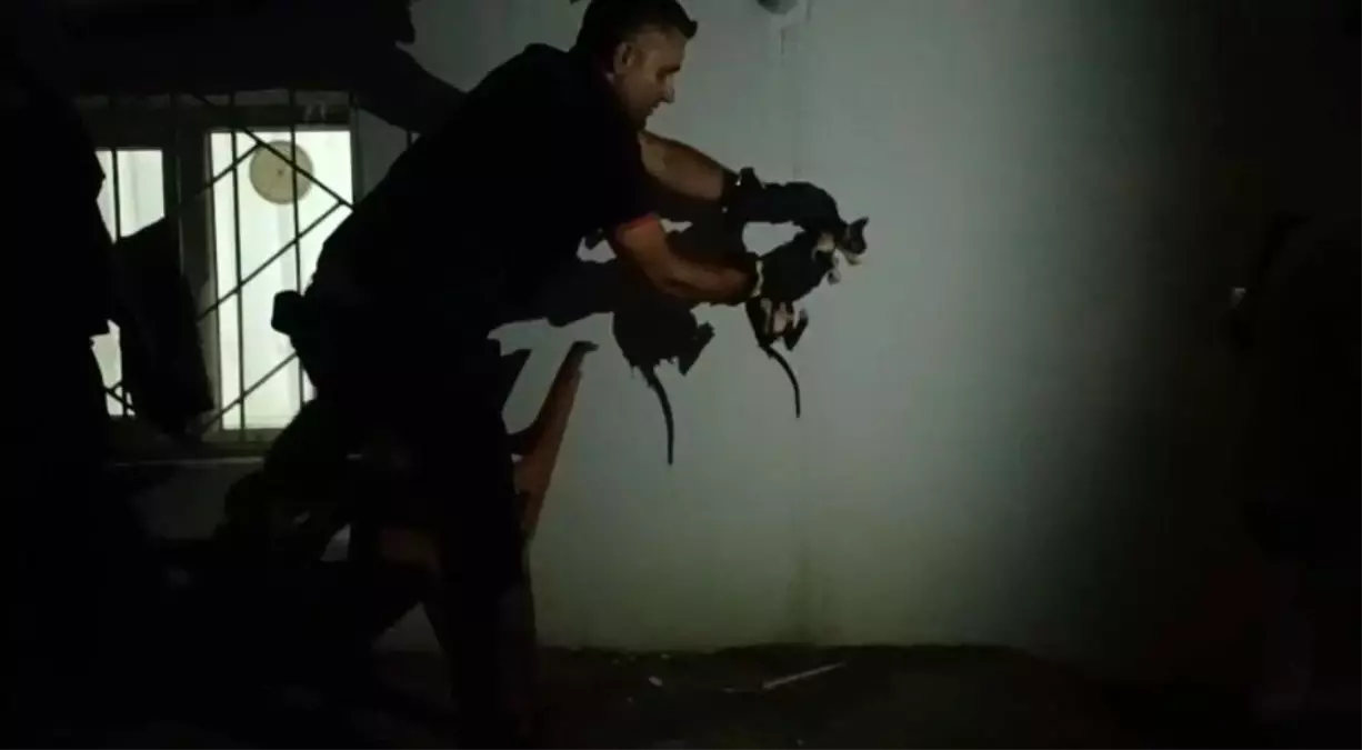 Lavabo Borusuna Sıkışan Kedi İtfaiye Ekipleri Tarafından Kurtarıldı