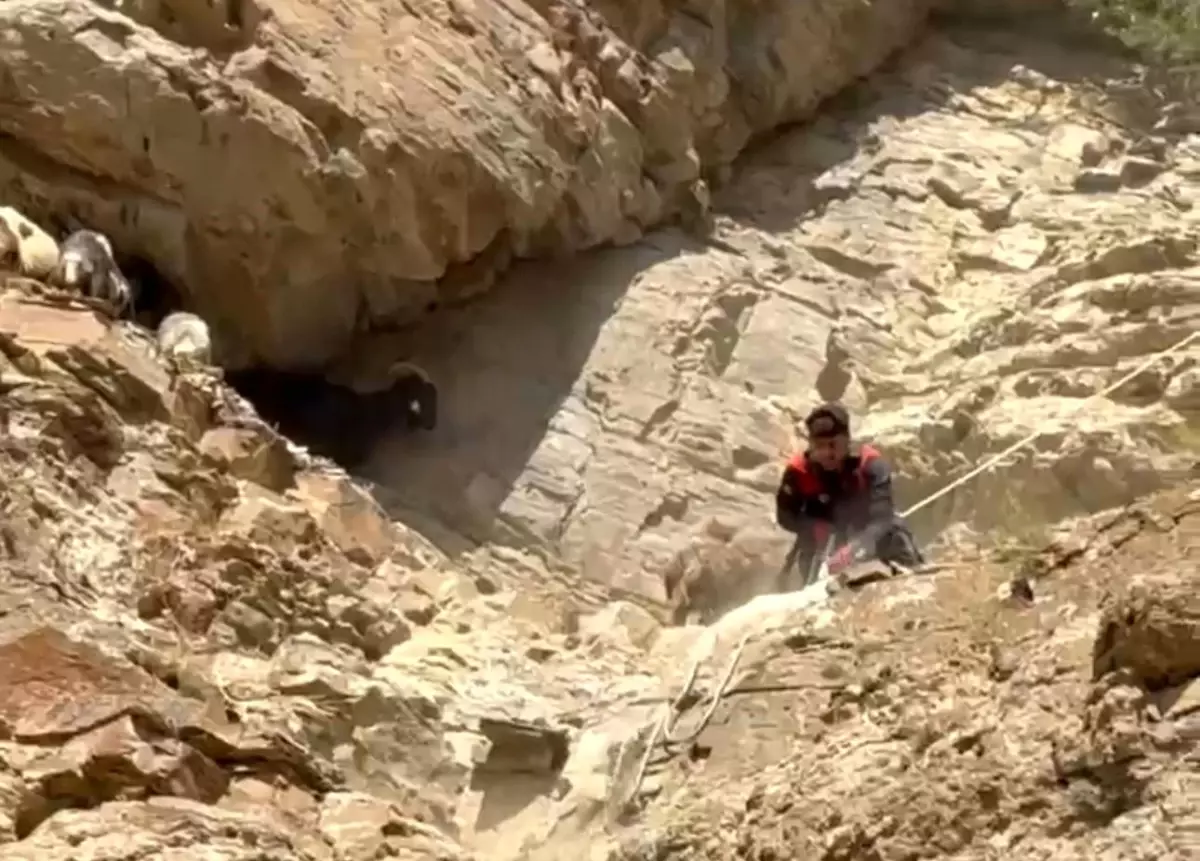 Yüksekova'da 7 Koyun 3 Gün Sonra Kurtarıldı