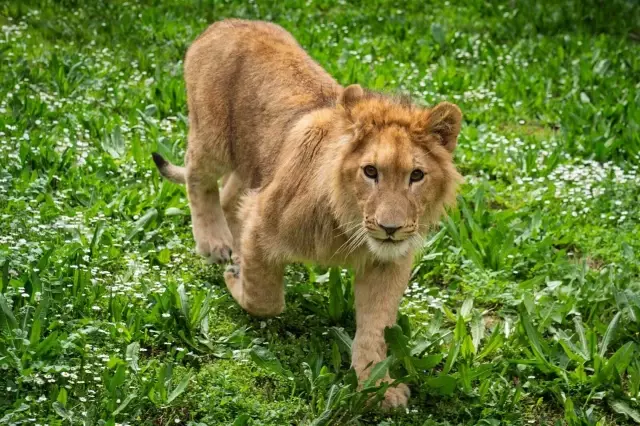 The Protected Young Lion 'Pars' in İzmir Was Killed by an Adult Lion