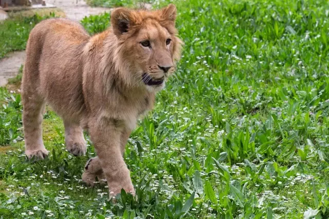 The Protected Young Lion 'Pars' in İzmir Was Killed by an Adult Lion