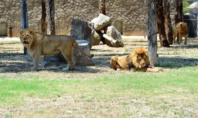 The Protected Young Lion 'Pars' in İzmir Was Killed by an Adult Lion