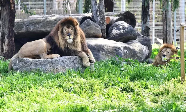 The Protected Young Lion 'Pars' in İzmir Was Killed by an Adult Lion