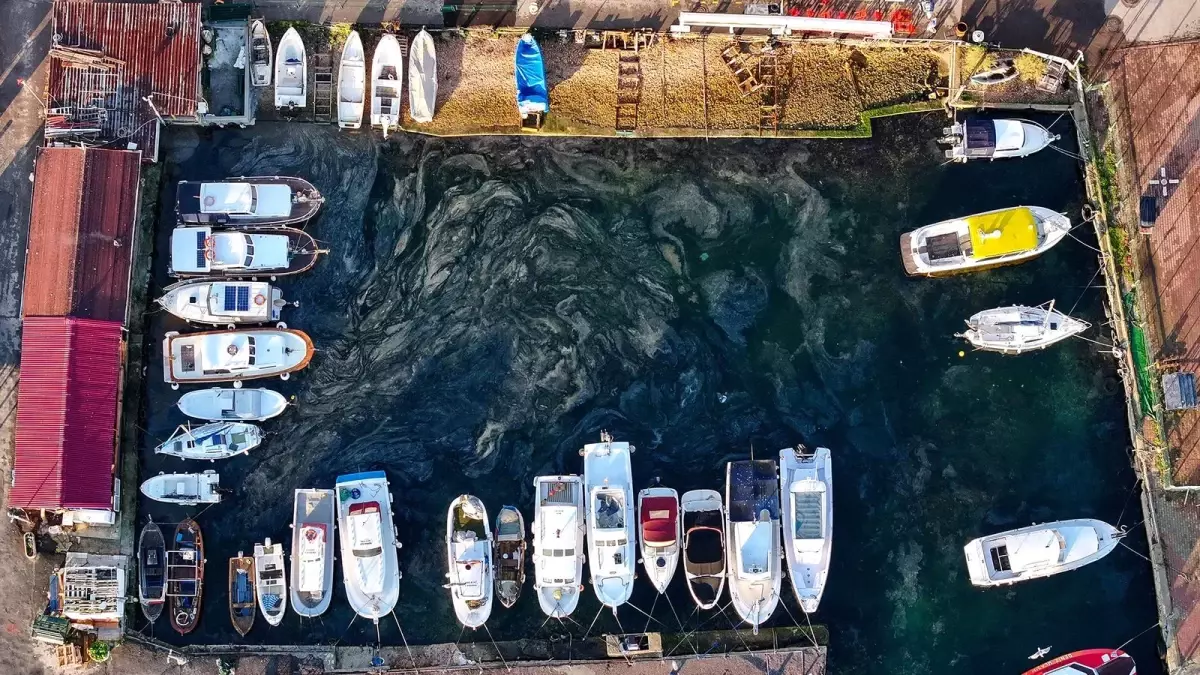 İstanbul'un müsilaj hikâyesi: 'Denizde olmak istiyorum ama deniz ölüyor'