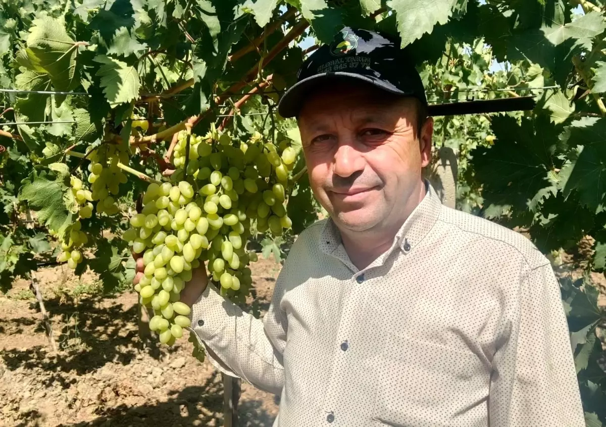 Manisa'da 2025 Erkenci Üzüm Alımları Başladı