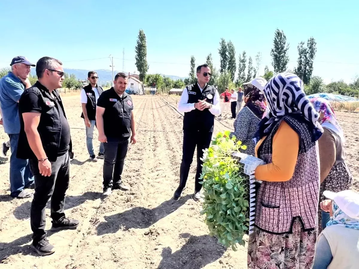 Afyonkarahisar'da Brokoli Yetiştiriciliği Projesi Başladı
