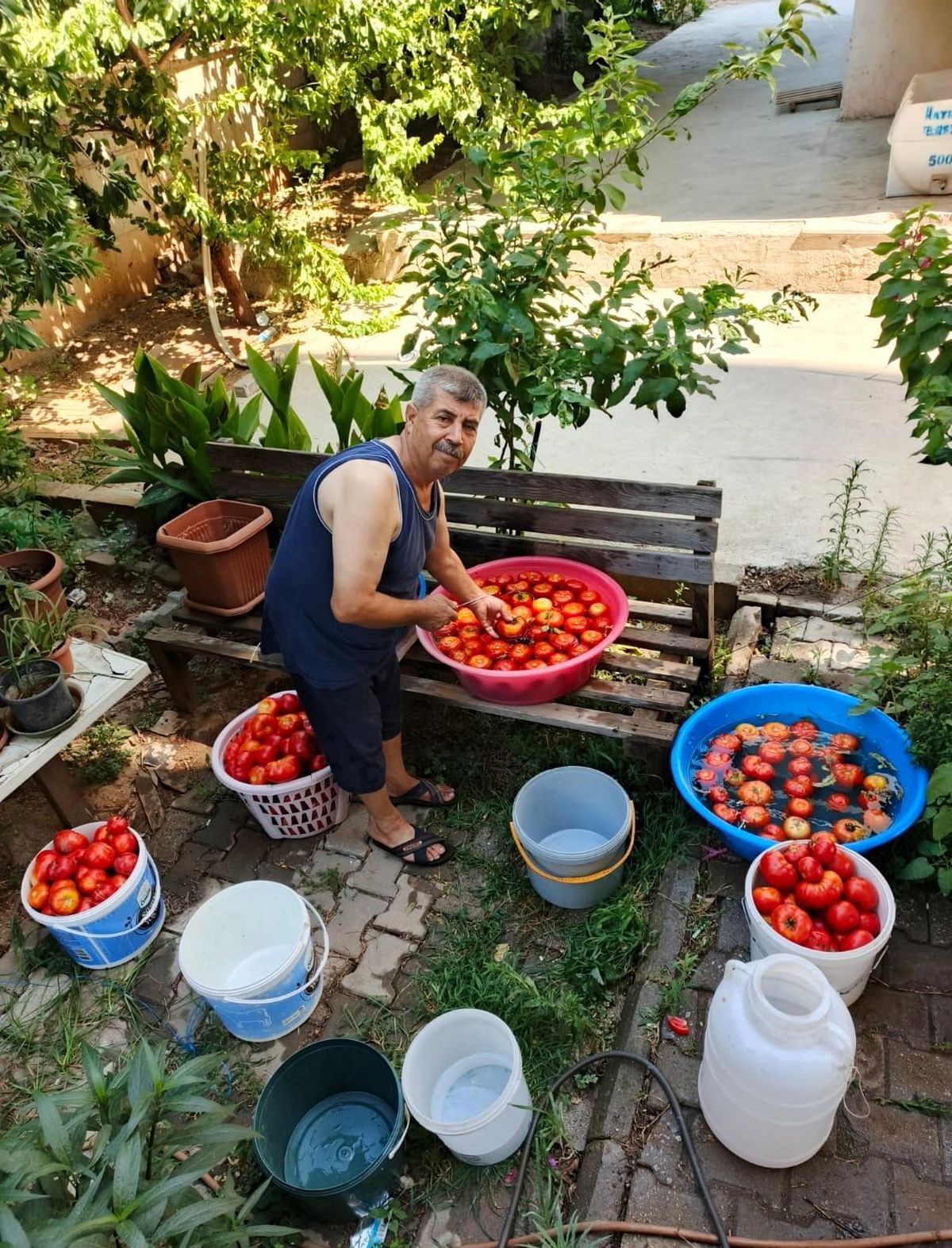 Aydın'da Domates Sezonu Erken Başladı, Kış Hazırlıkları Hız Kazandı