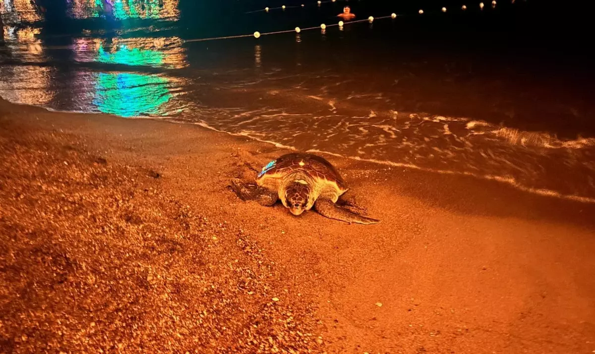 Antalya'da Caretta Caretta Yumurtlamak İçin Kıyıya Çıkamadı