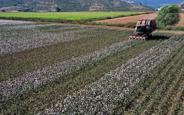 İzmir'de pamuk yetişir mi?
