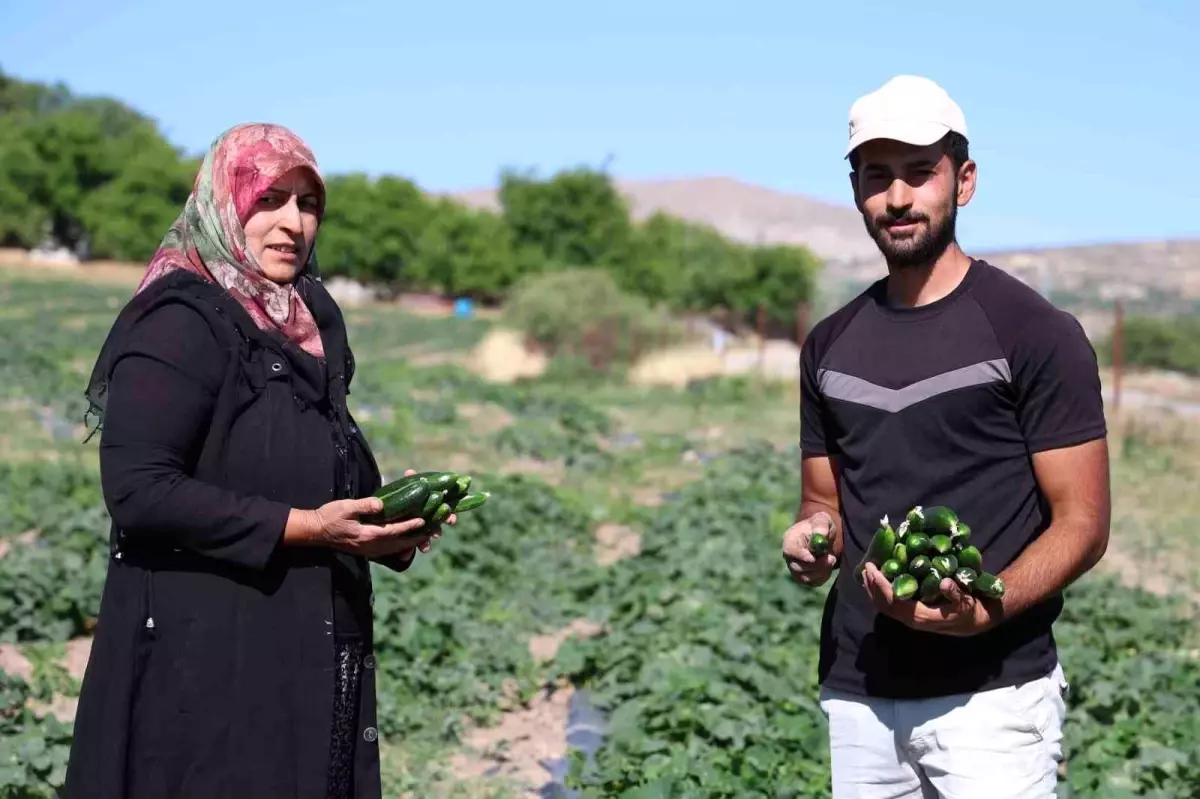 Elazığ'da Cankara Ailesi, Organik Salatalıkları Tarladan Satıyor