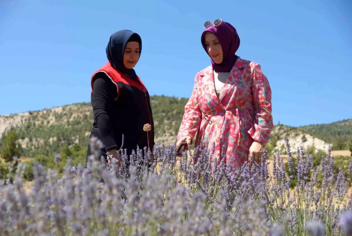 Emekli Hemşire Betül Arslan'dan Lavanta Sonrası Salep Hedefi