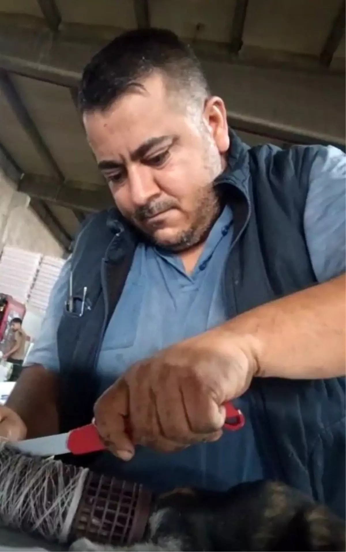 Gaziantep'te Plastik Bobine Sıkışan Yavru Kedi Kurtarıldı