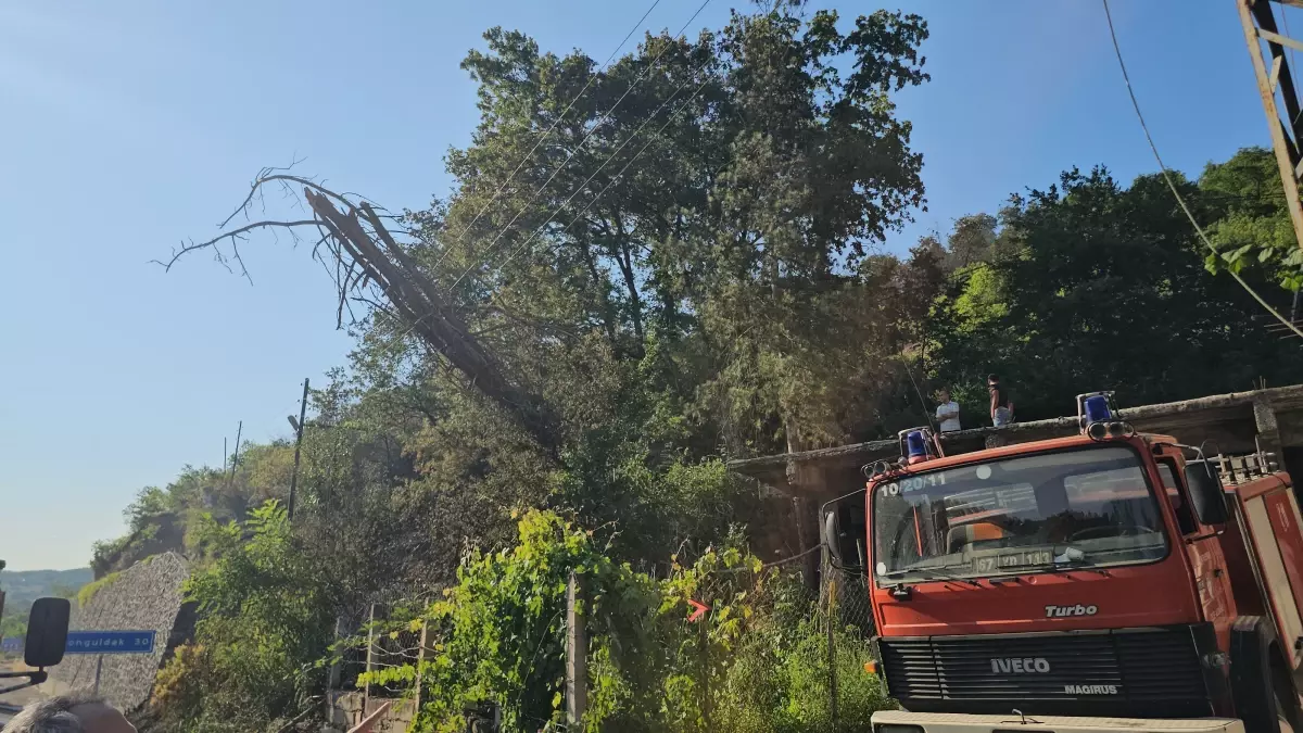 Kuru Ağaç Elektrik Tellerine Devrildi, Ormanda Yangın Çıktı