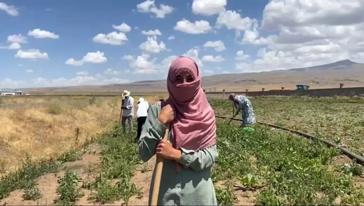 Ağrı'da Kadın Çiftçiler Sıcak Havalara Rağmen Şeker Pancarı Tarlalarında Çalışıyor