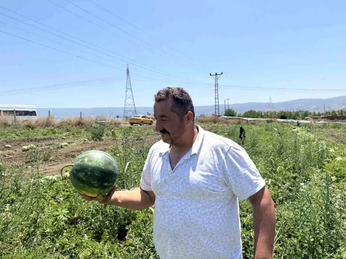 Tokat'ta Karpuz Hasadı Yüz Güldürdü, Fiyatlar Düşüşte